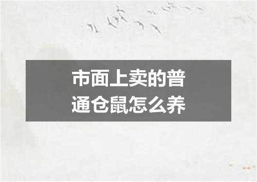 市面上卖的普通仓鼠怎么养