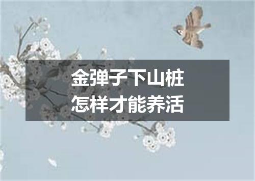 金弹子下山桩怎样才能养活