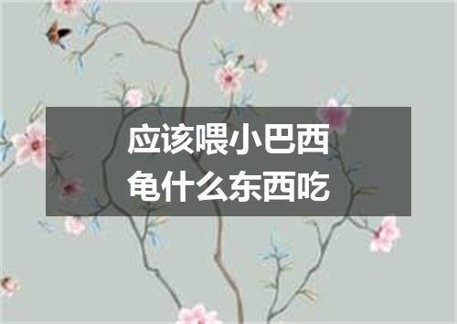 应该喂小巴西龟什么东西吃