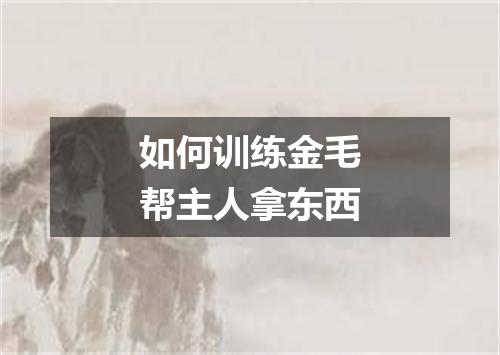 如何训练金毛帮主人拿东西