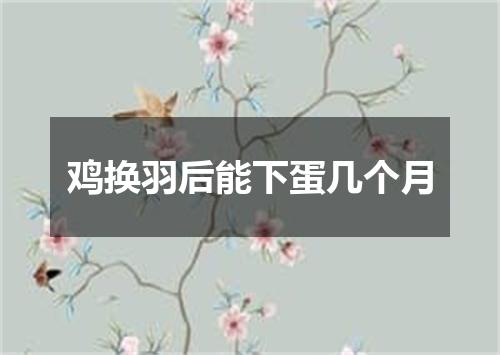 鸡换羽后能下蛋几个月