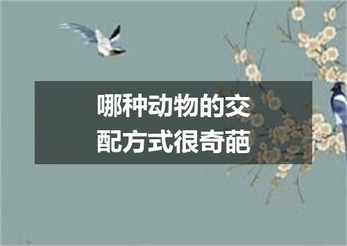 哪种动物的交配方式很奇葩