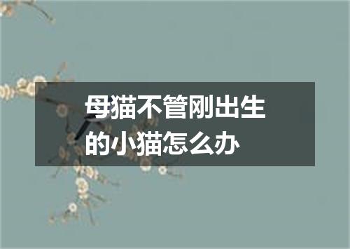 母猫不管刚出生的小猫怎么办