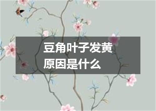 豆角叶子发黄原因是什么