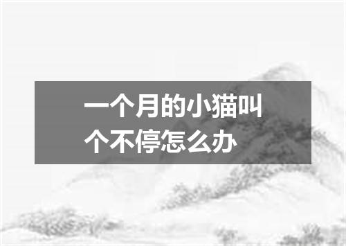 一个月的小猫叫个不停怎么办