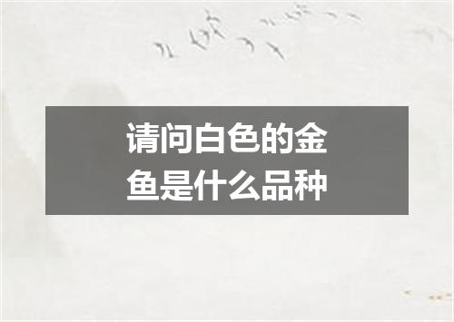 请问白色的金鱼是什么品种