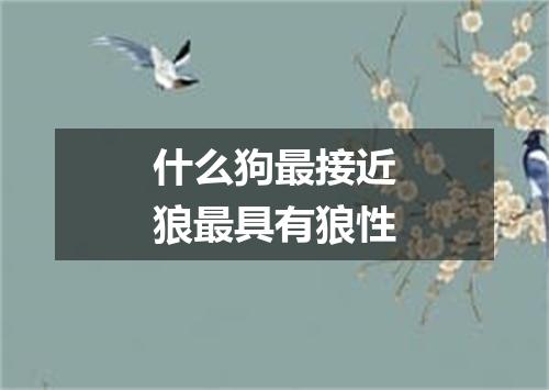 什么狗最接近狼最具有狼性
