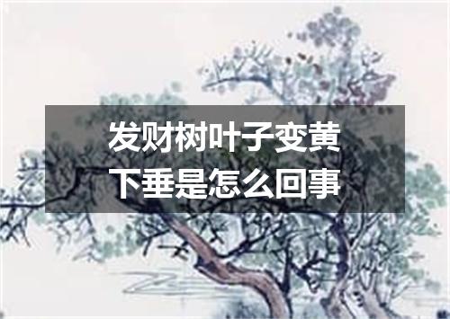 发财树叶子变黄下垂是怎么回事