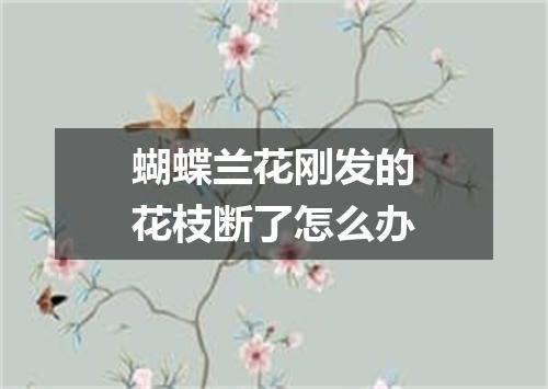 蝴蝶兰花刚发的花枝断了怎么办