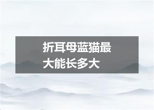 折耳母蓝猫最大能长多大
