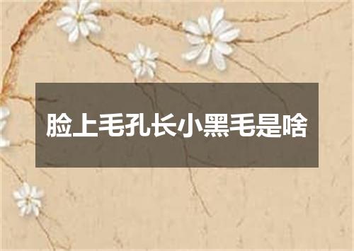 脸上毛孔长小黑毛是啥