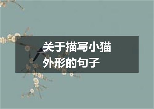 关于描写小猫外形的句子