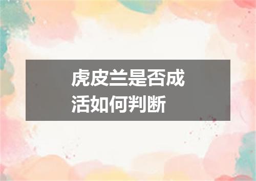 虎皮兰是否成活如何判断
