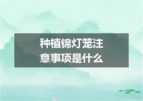 种植锦灯笼注意事项是什么