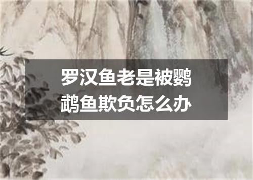 罗汉鱼老是被鹦鹉鱼欺负怎么办