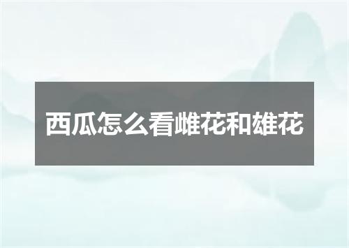 西瓜怎么看雌花和雄花