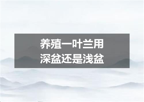 养殖一叶兰用深盆还是浅盆