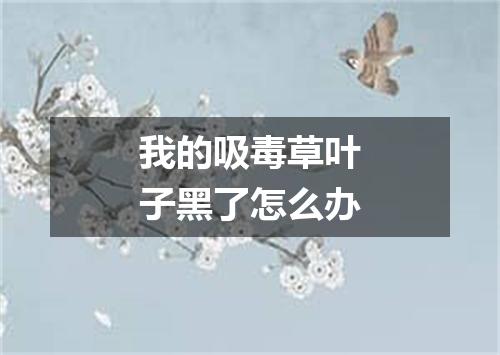 我的吸毒草叶子黑了怎么办