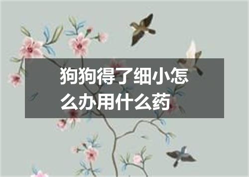 狗狗得了细小怎么办用什么药