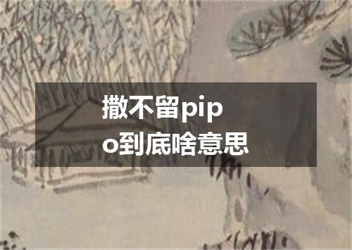 撒不留pipo到底啥意思