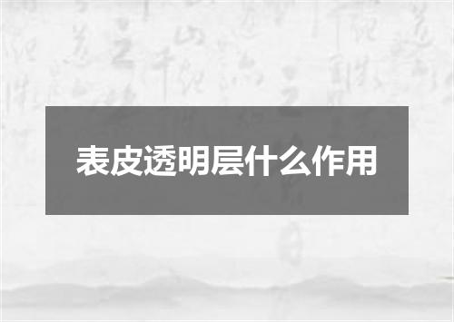 表皮透明层什么作用