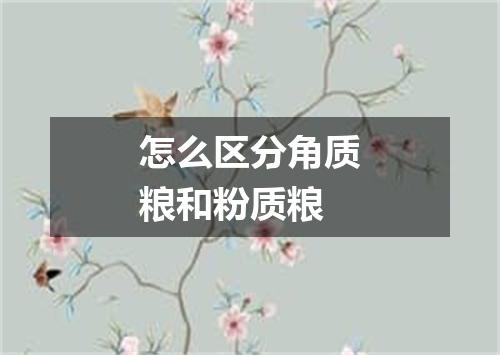 怎么区分角质粮和粉质粮