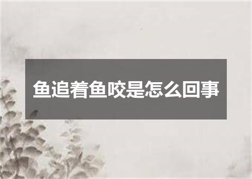 鱼追着鱼咬是怎么回事
