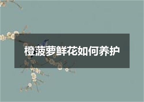 橙菠萝鲜花如何养护
