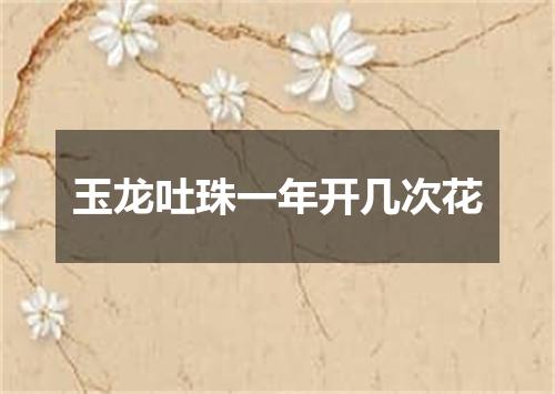 玉龙吐珠一年开几次花