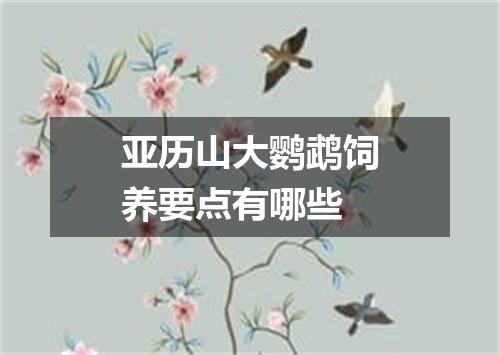 亚历山大鹦鹉饲养要点有哪些