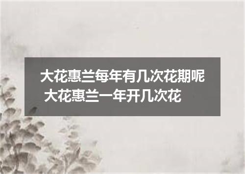 大花惠兰每年有几次花期呢 大花惠兰一年开几次花