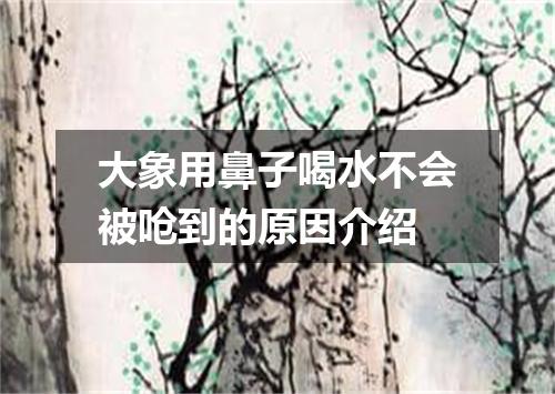大象用鼻子喝水不会被呛到的原因介绍