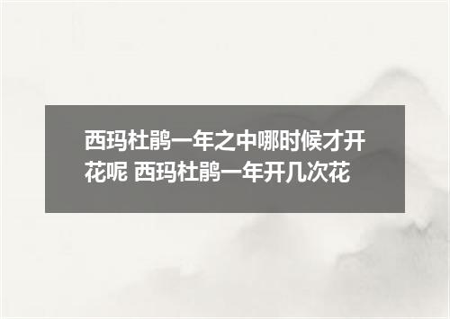 西玛杜鹃一年之中哪时候才开花呢 西玛杜鹃一年开几次花