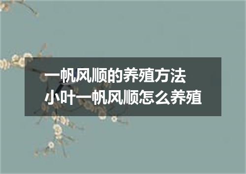 一帆风顺的养殖方法 小叶一帆风顺怎么养殖