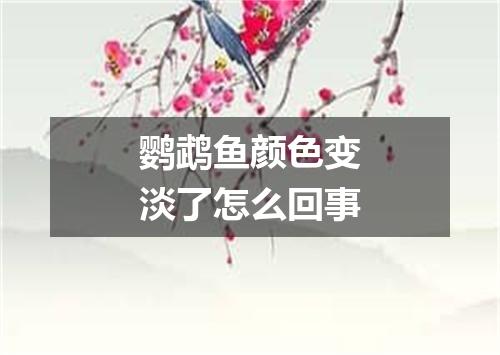 鹦鹉鱼颜色变淡了怎么回事