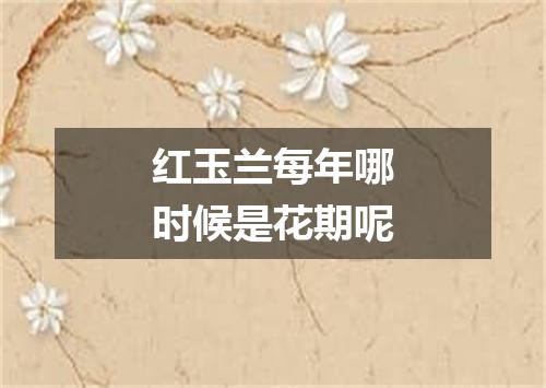 红玉兰每年哪时候是花期呢