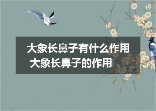 大象长鼻子有什么作用 大象长鼻子的作用