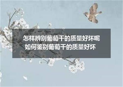 怎样辨别葡萄干的质量好坏呢 如何鉴别葡萄干的质量好坏