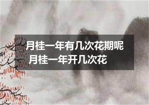 月桂一年有几次花期呢 月桂一年开几次花