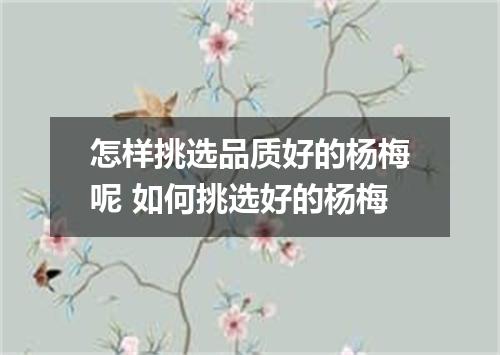 怎样挑选品质好的杨梅呢 如何挑选好的杨梅