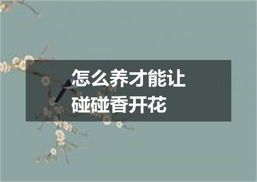 怎么养才能让碰碰香开花