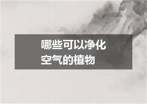 哪些可以净化空气的植物