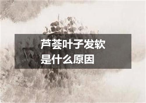 芦荟叶子发软是什么原因