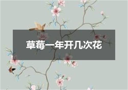 草莓一年开几次花