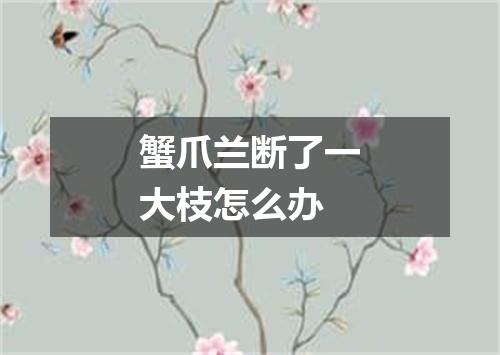 蟹爪兰断了一大枝怎么办