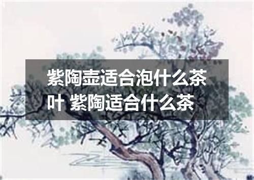 紫陶壶适合泡什么茶叶 紫陶适合什么茶