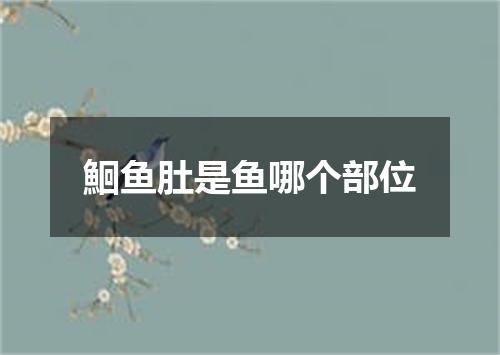 鮰鱼肚是鱼哪个部位