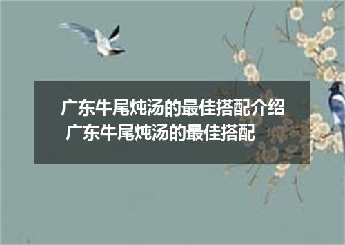 广东牛尾炖汤的最佳搭配介绍 广东牛尾炖汤的最佳搭配
