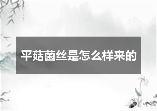 平菇菌丝是怎么样来的