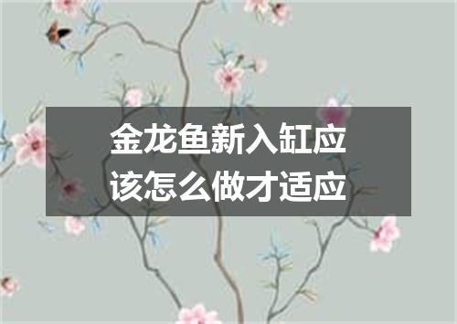 金龙鱼新入缸应该怎么做才适应